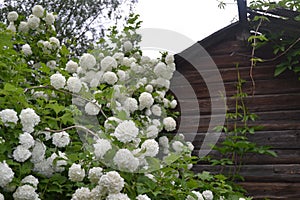 White hydrangea flowers in the garden of the old house