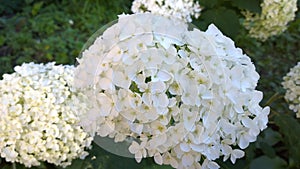 White hydrangea. Flowers of hortensia in a garden. Close-up. Beauty in nature. Hydrangea macrophylla in green blur background. Ins