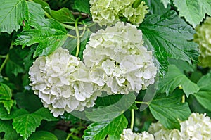 White Hydrangea flowers, hortensia green bush, close up outdoor