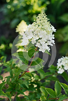 White hydrangea flowers Vanilla Frase in the garden in summer