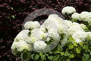 White hydrangea in garden