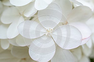 White hydrangea / hortensia. Close-up on a flower showing coloured sepals around the four petals