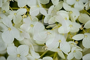 White hydrangea or hortensia flower close up