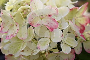 White hydrangea (hortensia) flowers with pink spots