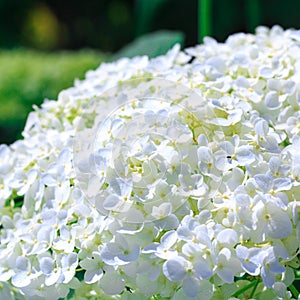 White hydrangea paniculata flower. Beautiful natural background