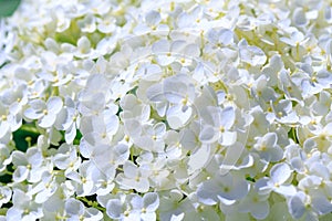 White hydrangea paniculata flower. Beautiful natural background