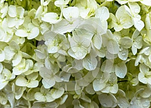 White Hydrangea petals with raindrops