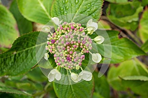 White Hydrangea with Pink Buds on Green Leaves