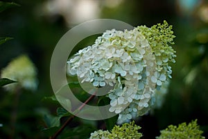 White hydrangea Silver Dollar on a dark background