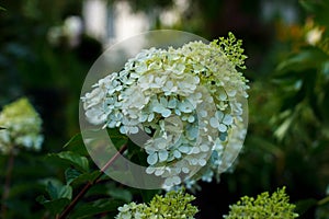 White hydrangea Silver Dollar on a dark background
