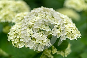 White hydrangea in soft focus and with rain drops close up