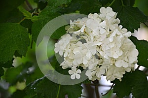 White hydrangea in the spring time with natura light