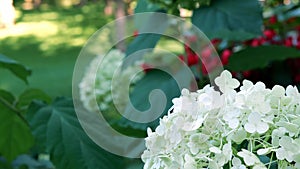 White hydrangea in summer flutter in the wind, close up. Focus shift.