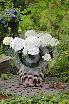 A white hydrangea in a wicker basket on a shadow place in the garden