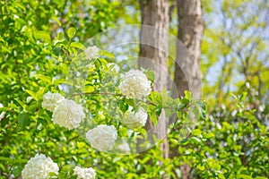 White hydrangeas in sunlight