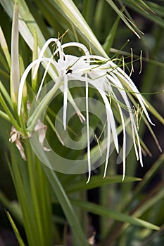 White hymenocallis littoralis flower on the tree. Beach spider lily Flower in white color.