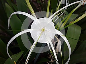 WHITE HYMENOCALLIS SPECIOUS FLOWER WITH GREEN LEAF