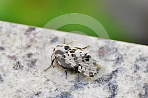 A white Hypercompe scribonia moth with black photo