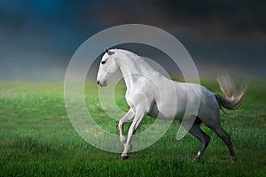 White iberian horse run gallop on green grass