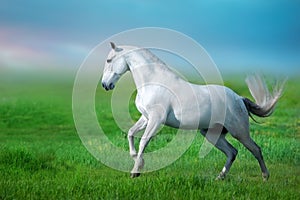 White iberian horse run gallop on green grass