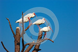 White Ibis photo