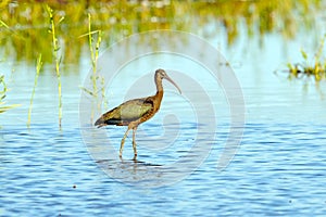 White Ibis