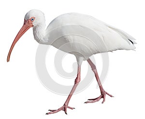 White Ibis