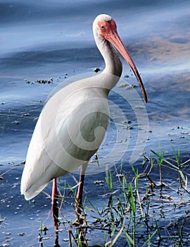 White Ibis
