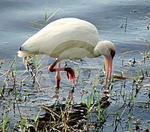 White ibis