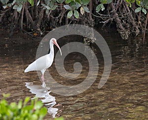 White Ibis