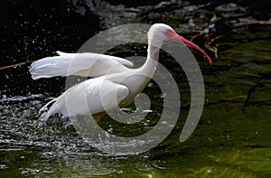 White ibis