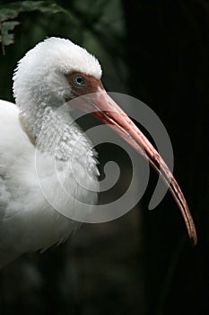 White Ibis