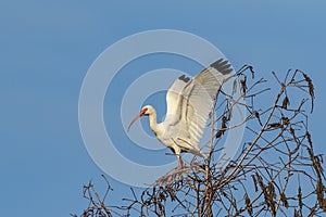 White Ibis