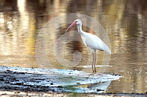 White Ibis along the Suwannee Riverl in the Okefenokee Swamp National Wildlife Refuge, Georgia, USA