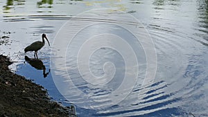 White Ibis bathing