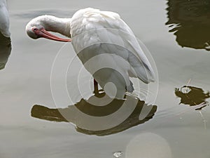 White ibis bird