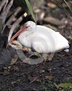 White Ibis bird stock photos.  White Ibis bird close-up profile view with bokeh background