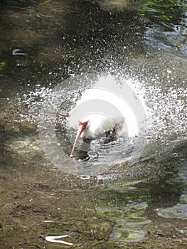 White ibis bird splashing in the water
