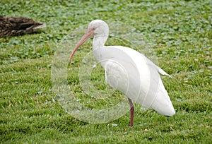 White Ibis bird standing in the grass at Disney Hollywood Studios Park in Florida