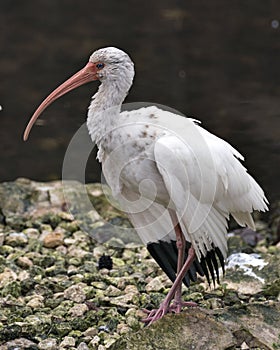 White Ibis Bird Stock Photos.  Image. Portrait. Picture. Bokeh background. Standing on rocks with moss