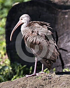White Ibis Bird Stock Photos.  Image. Portrait. Picture. Juvenile bird. Close-up view. Fluffy wings. Brown color