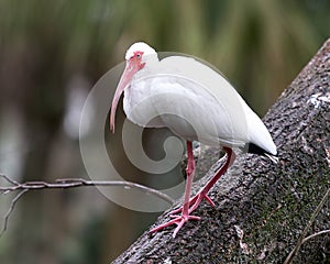 White Ibis bird stock photos. White Ibis bird head close-up perched with blur background. Image. Portrait. Picture. Photo