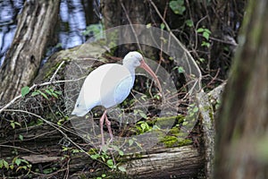 White Ibis Bird in a Swamp