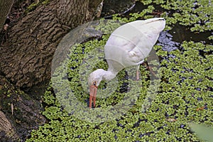 White Ibis Bird in a Swamp