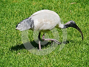 White ibis with a black foliage tail