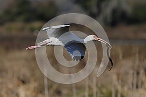 White Ibis with Black Swamp Snake, Florida