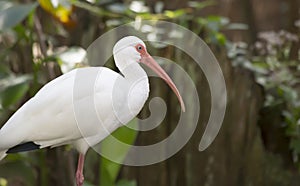 White Ibis