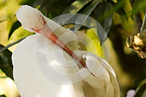 White ibis