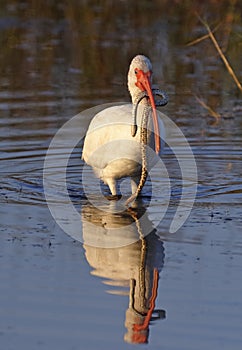 White Ibis eating a freshly-caught Florida Water Snake - Merritt