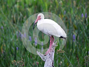 White Ibis Eudocimus albus